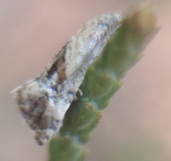 Gynnidomorpha romonana