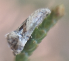 Gynnidomorpha romonana