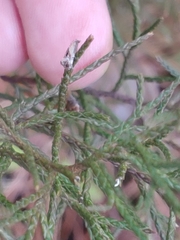 Gynnidomorpha romonana