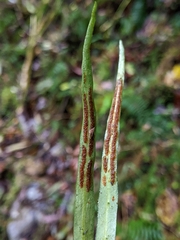 Loxogramme remotefrondigera