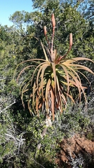Aloe pluridens