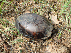 Kinosternon subrubrum subrubrum