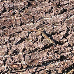 Podarcis muralis