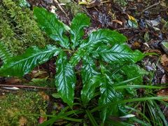 Arisaema ilanense