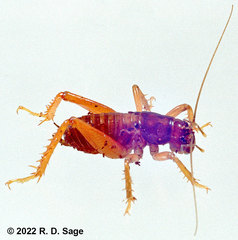 Cratomelus armatus