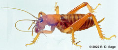 Cratomelus armatus