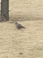 Streptopelia orientalis