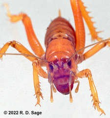 Cratomelus armatus