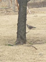 Streptopelia orientalis