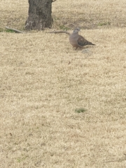 Streptopelia orientalis