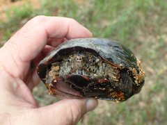 Kinosternon subrubrum subrubrum