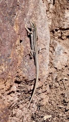 Aspidoscelis uniparens