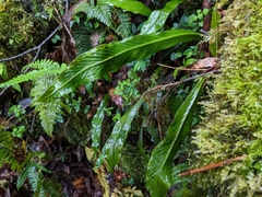 Loxogramme formosana