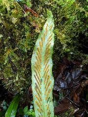 Loxogramme formosana