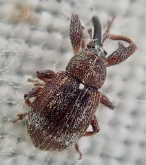 Anthonomus bituberculatus