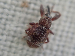 Anthonomus bituberculatus