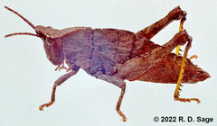 Tropidostethus angusticollis