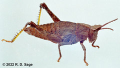 Tropidostethus angusticollis