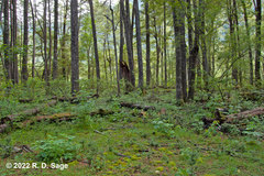 Tropidostethus angusticollis