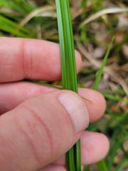 Carex dasycarpa image