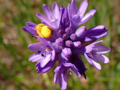 Dichelostemma congestum