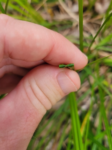 Carex dasycarpa image