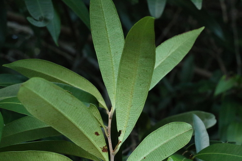 Image of Samadera bidwillii by (c) Greg Tasney, some rights reserved (CC BY-SA)
