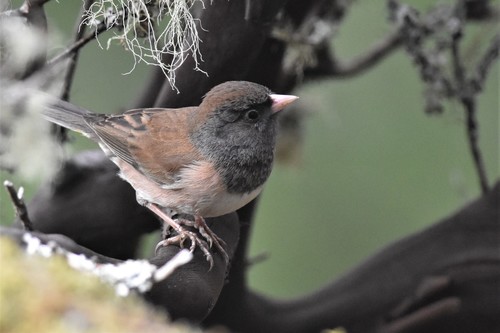 Alaskan Oregon Junco