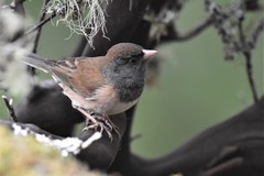 Junco hyemalis oreganus