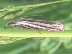 Crambus laqueatellus