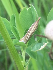Crambus laqueatellus