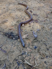 Atractus maculatus