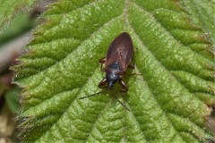 Gastrodes pacificus