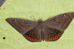 Eurybia molochina