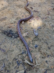 Atractus maculatus