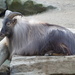 Himalayan Tahr - Photo (c) Chriest, some rights reserved (CC BY-NC-SA)