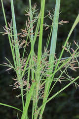 Rhynchospora aristata