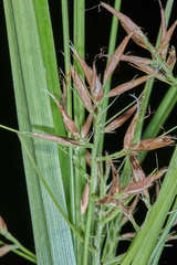 Rhynchospora aristata