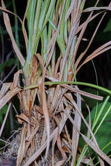 Rhynchospora aristata