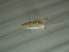 Erioptera