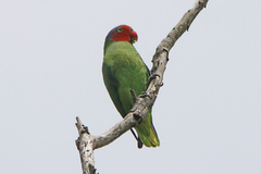 Geoffroyus geoffroyi