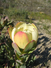 Leucadendron discolor