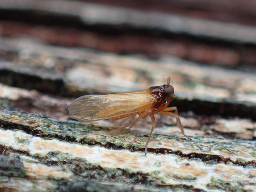 Penepissonotus bicolor