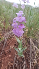 Penstemon secundiflorus