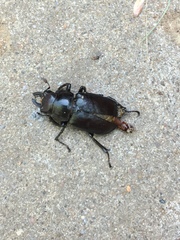 Lucanus placidus