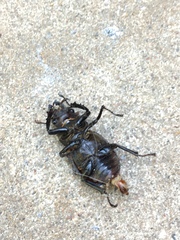 Lucanus placidus