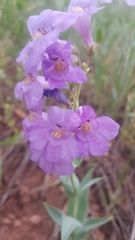 Penstemon secundiflorus