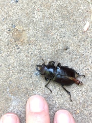 Lucanus placidus