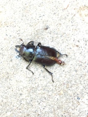 Lucanus placidus
