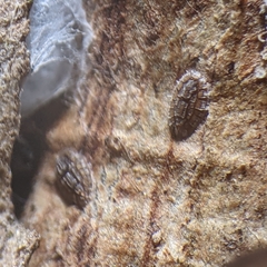 Eulecanium cerasorum